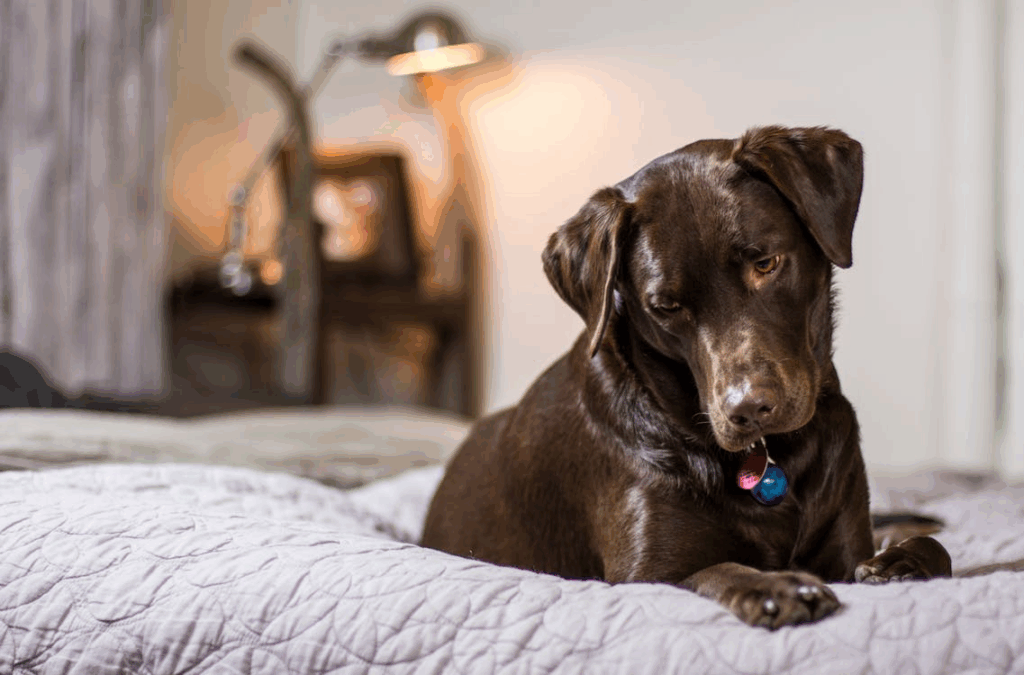 dog on bed in bedroom