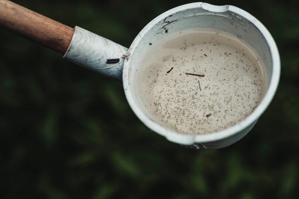 Mosquito larvae in stagnant water held in a white ladle, a common breeding site for Aedes that spread the chikungunya virus.