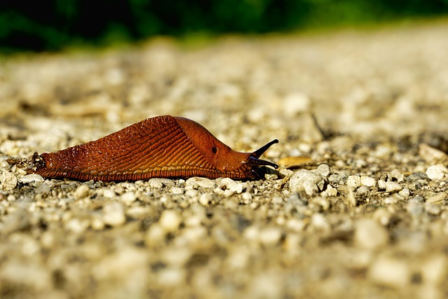 slug on the ground