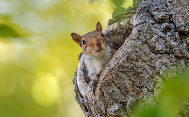 squirrel in a tree