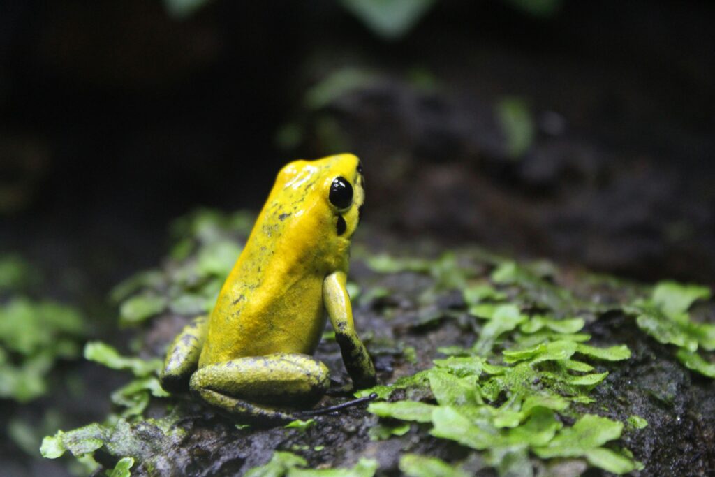 Shallow Focus Photo of a Golden Poison Frog
