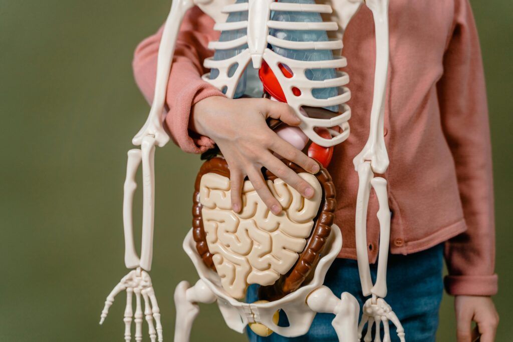 A Child Holding a Skeleton Model
