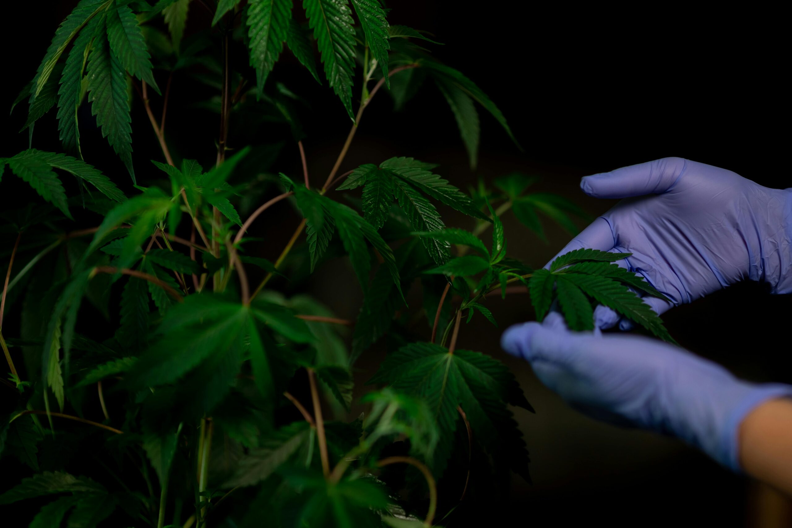 Photo of Person Holding Cannabis Plant
