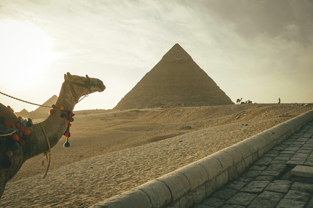 Camel standing against famous Great Pyramids in Egypt

