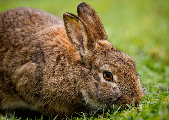 domestic rabbit