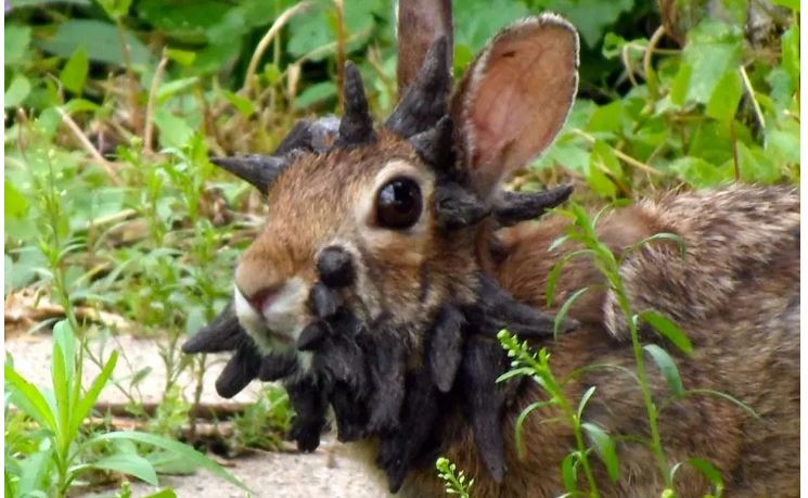 rabbit with rabbit papillomas