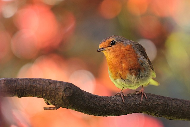 robin in tree