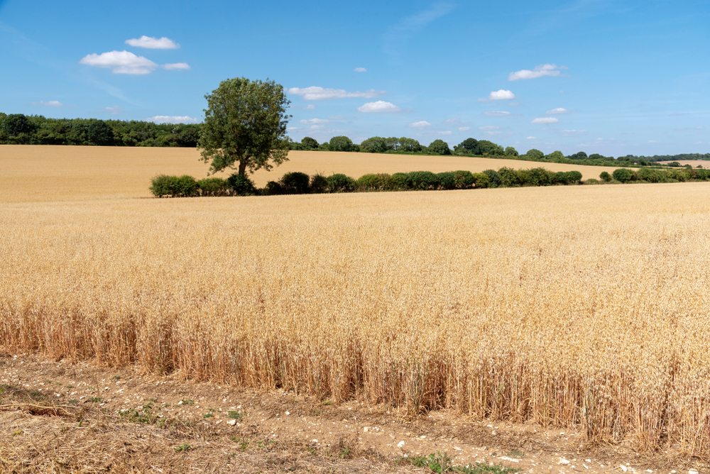 Barley growing on a Hampshire farm near Micheldever, Hants, England UK around harvest time.
