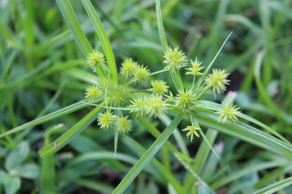 Sticky Bur Weed