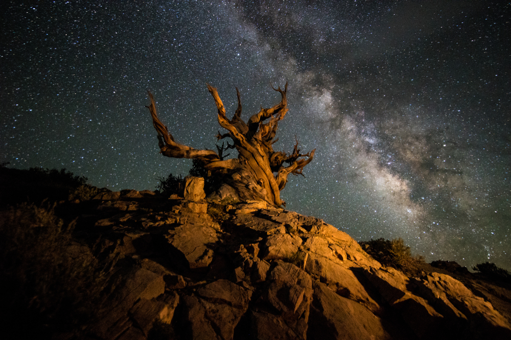 Methuselah tree with Milky Way Galaxy in the background.

