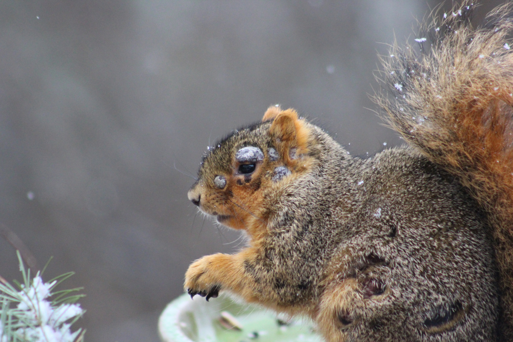 Closeup of a diseased looking fox squirrel covered in skin tumors.