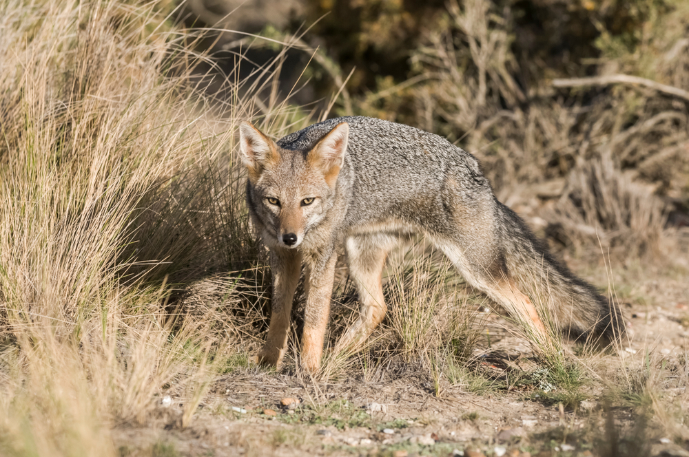 Pampas Grey fox in grassland environment, La Pampa, Patagonia, Argentina.
