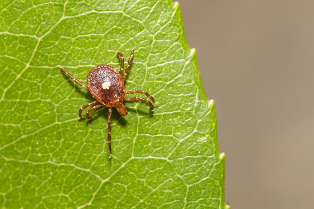 Lone Star Tick - Amblyomma americanum