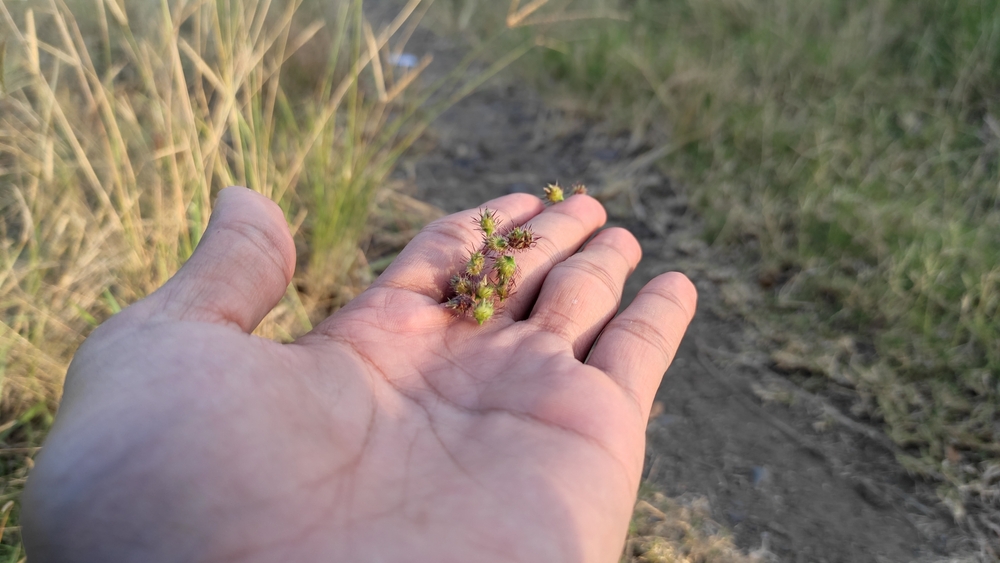 Cenchrus longispinus is a species of grass also known as prickly thorn grass or Annie's soft. The fruit is lumped together into a "grinder" with sharp, thorny spines that can pierce the skin