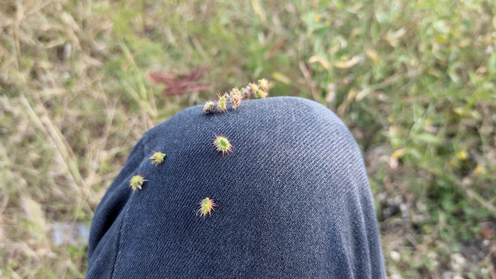Cenchrus longispinus is a species of grass also known as prickly grass. The thorns on the fruit can penetrate jeans