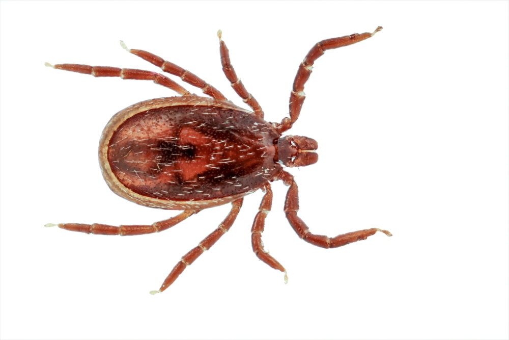 Male castor bean tick (Ixodes ricinus) isolated on white background