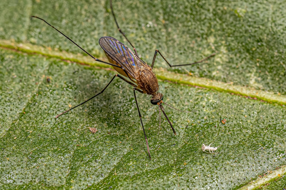 Adult Female Southern House Mosquito Insect of the species Culex quinquefasciatus
