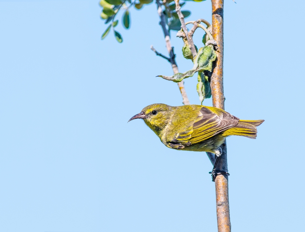 Amakihi honey creeper perched on a tree in Hawaii
