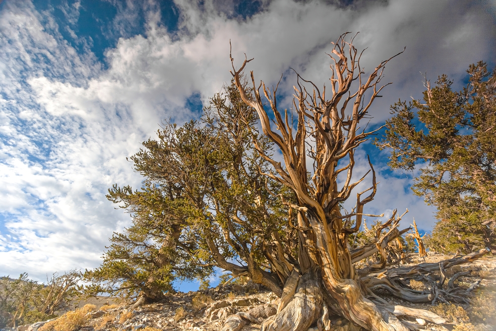 Methuselah Great Basin bristlecone pine forest landscape

