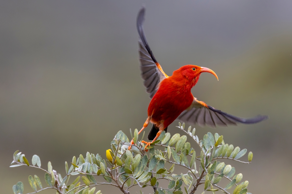 This image shows a brilliantly colored 'i'iwi, or scarlet honeycreeper, seeking nectar from the yellow flowers of māmane shrubs. This individual has started flying to another shrub.
