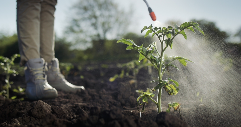 Farmer nanosid pesticides on tomato seedlings. Work in the field
