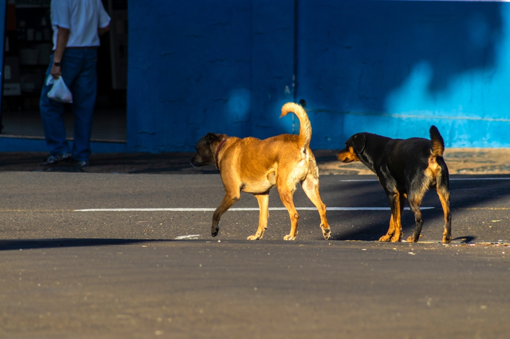 Two stray dogs walk through the streets of a city in Brazil

