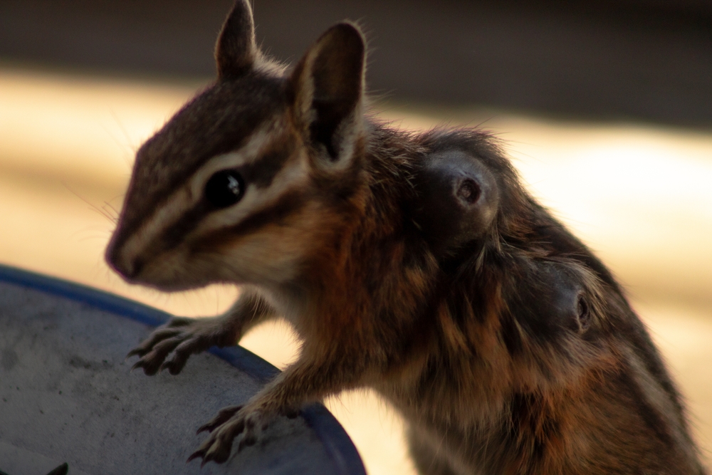 Bot Fly Larvae Incubate in Skin of Chipmunk (Tamias Minimus) in Falkland, BC, Canada July 2023
