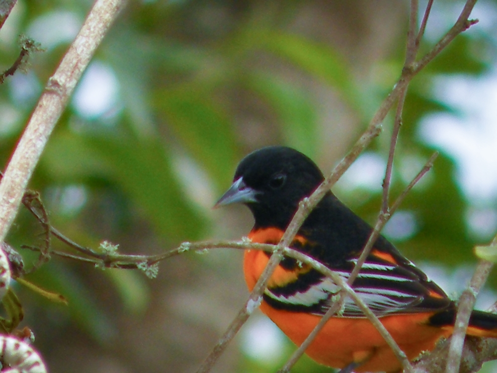 A beautiful view of Hawaiian honeycreeper in the garden with blurred background
