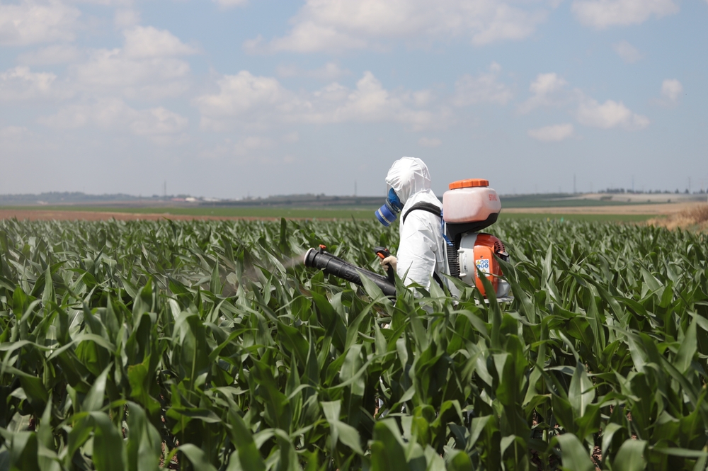 A farmer applies a pesticide on a field of cabbage by spraying.

