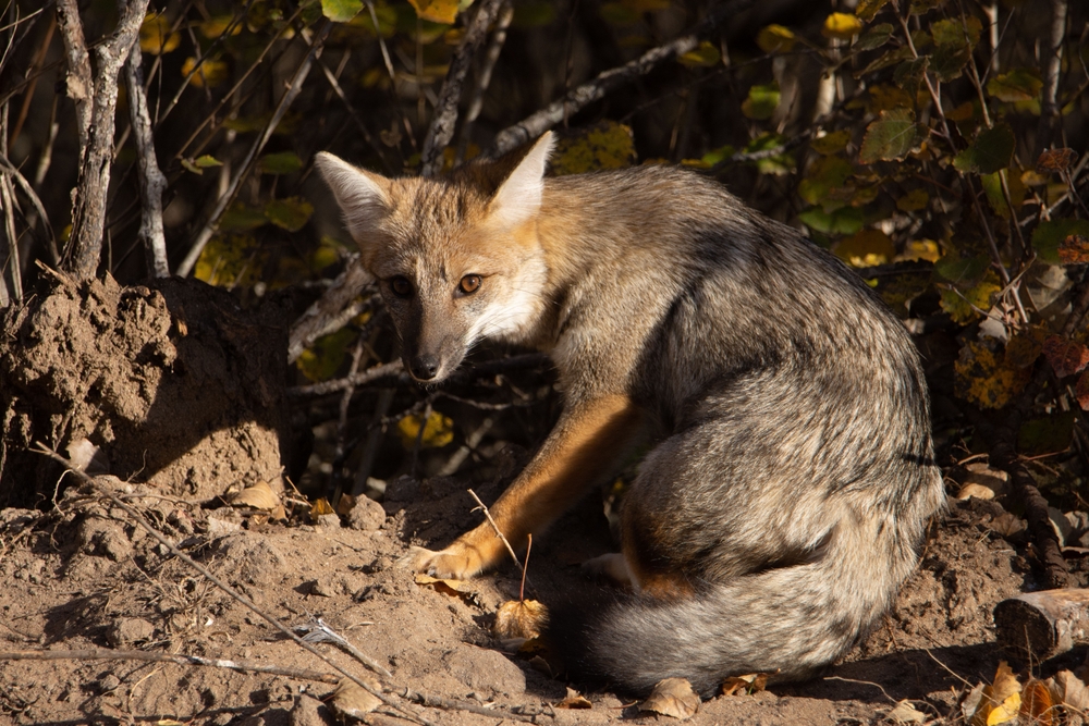 A closeup of Pampas fox with brown eyes looking towards
