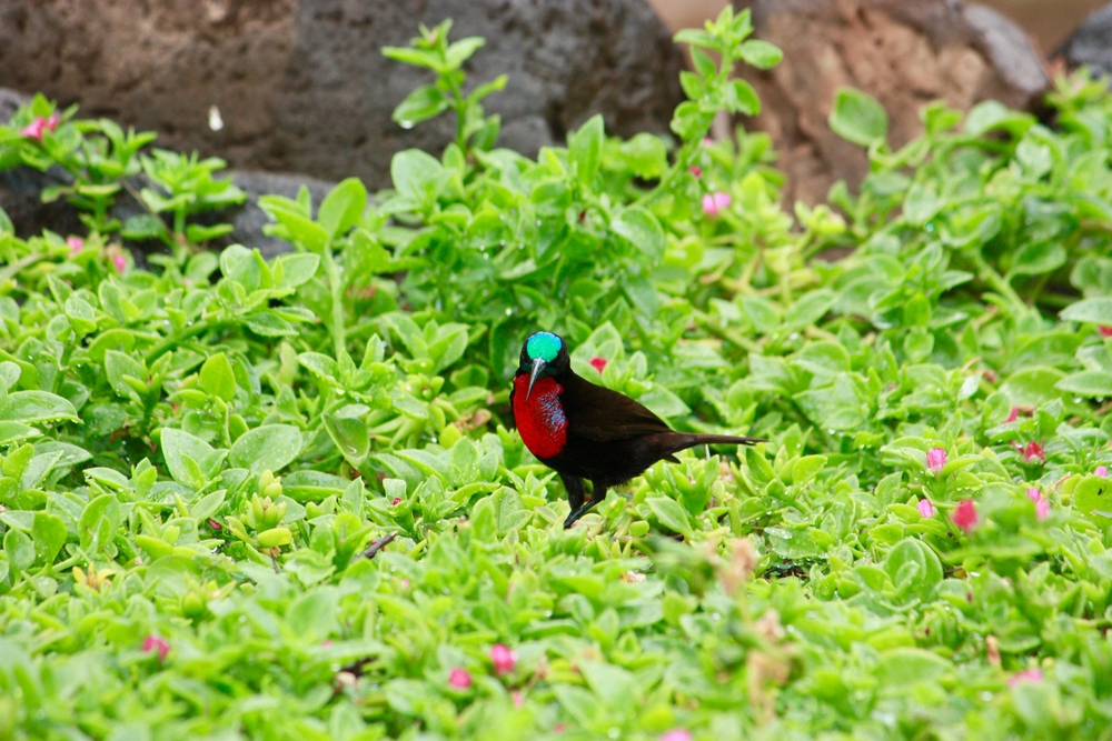 A male Hawaiian honeycreeper stands on lush green ground cover with bright pink flowers, showcasing its vibrant turquoise and red plumage. Wet leaves glisten in the background.
