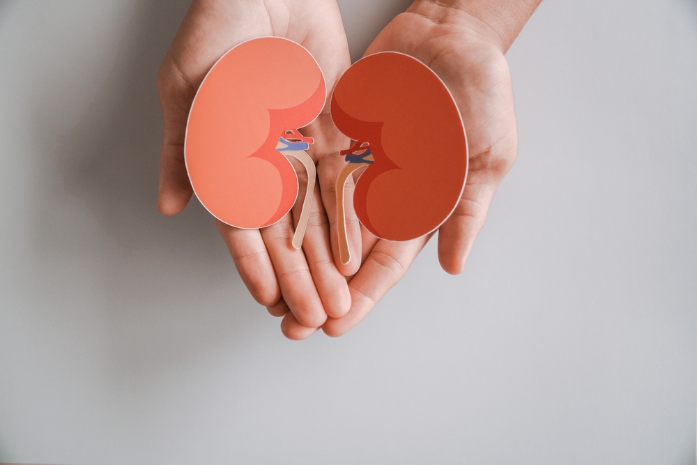 Hands holding kidney, world kidney day, Organ Donor Day, charity donation concept