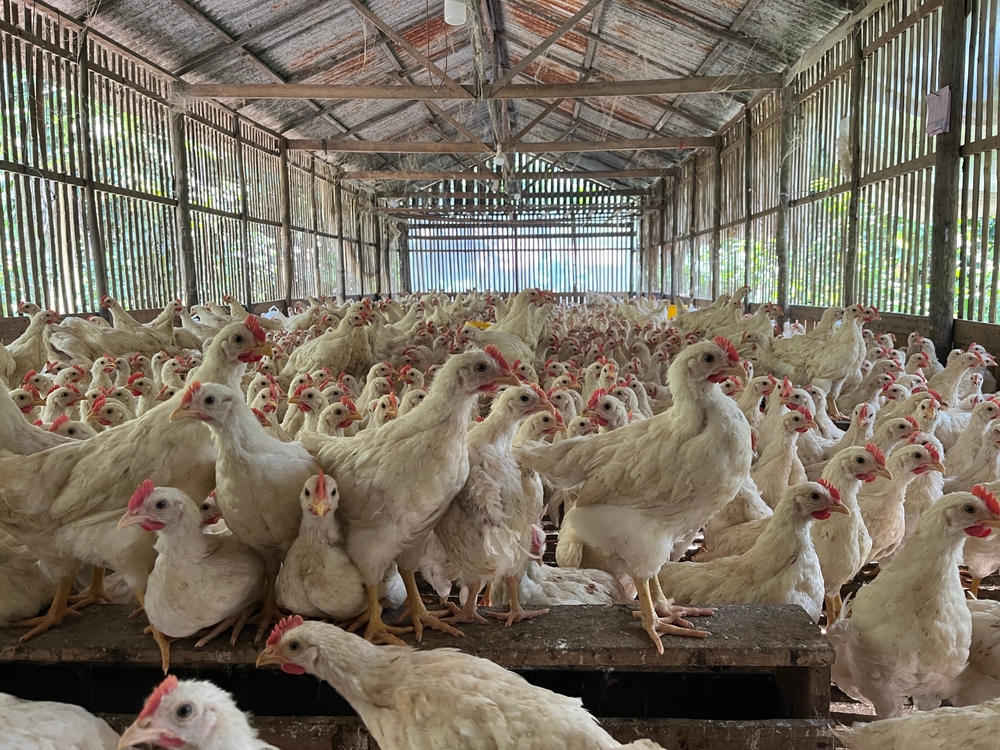 A crowded chicken coop filled with white chickens standing close together on wooden platforms inside a rustic, open-sided structure.