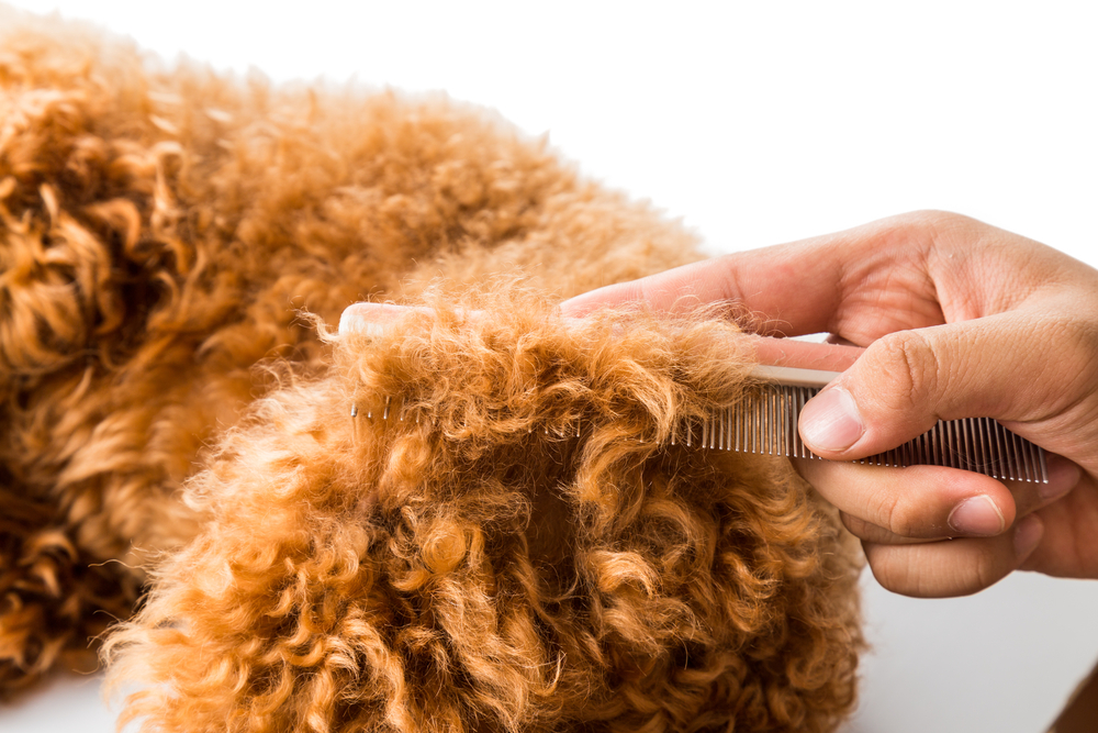 Close up of dog fur combing and de-tangling during grooming