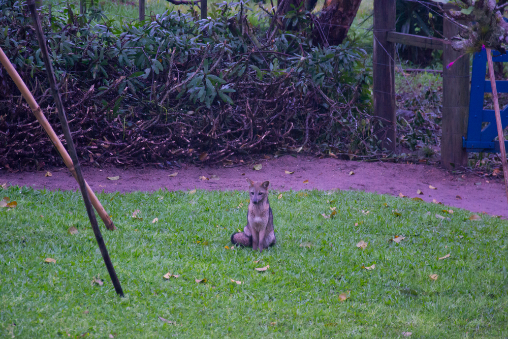 Pampa Fox (called Graxaim in the region) in a farm at the South of Brazil, Barra do Ribeiro city, Rio Grande do Sul - Brazil

