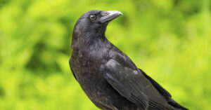 The Fascinating Way Crows Use Ant Hills as a Cure When They’re Sick crow