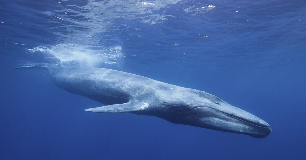 Blue Whales Are Going Silent, and Scientists Are Worried — Here’s Why - Featured image