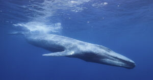 Blue Whales Are Going Silent, and Scientists Are Worried — Here’s Why Blue whale