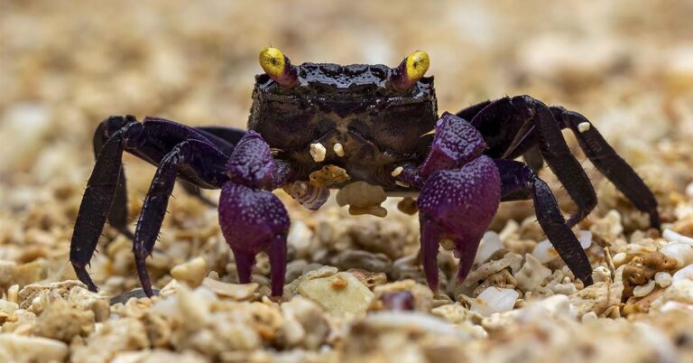 Rare Purple Princess Crabs Spotted in Thailand - Featured image
