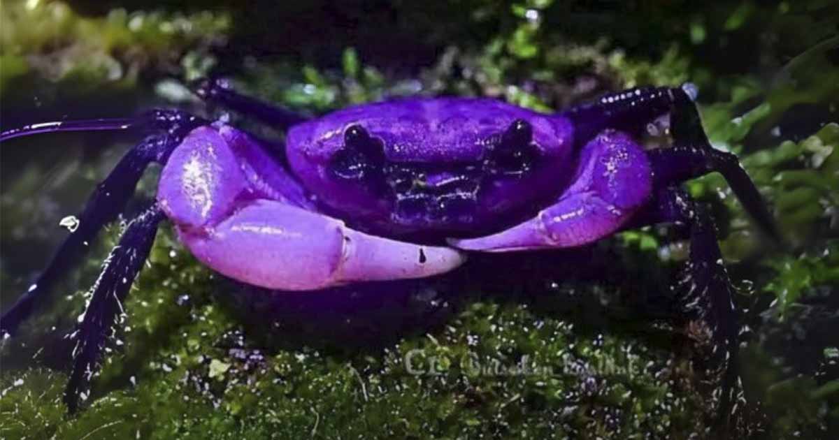 The crabs of the princess refused to be seen in Thailand The crabs of the princess refused to be seen in Thailand