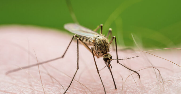 Mosquitoes Bite Less and Mate Less When Exposed to Skrillex Track - Featured image