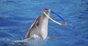Dolphin with hoop around its nose performing