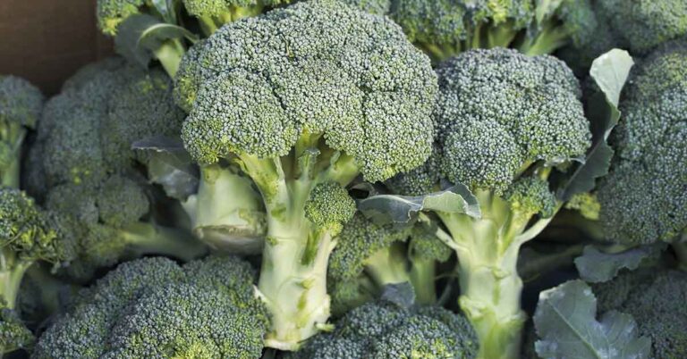 Second Person Dies After Broccoli‑Sandwich Botulism Outbreak Hospitalizes Dozens - Featured image