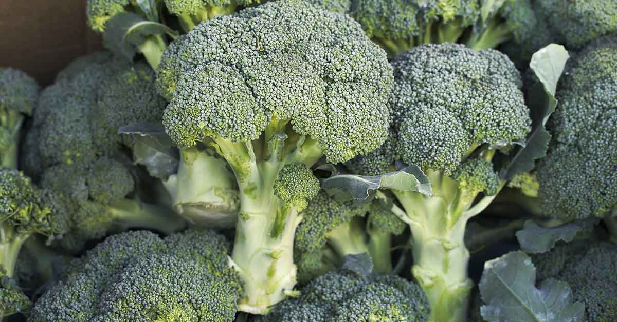 Second Person Dies After Broccoli‑Sandwich Botulism Outbreak Hospitalizes Dozens