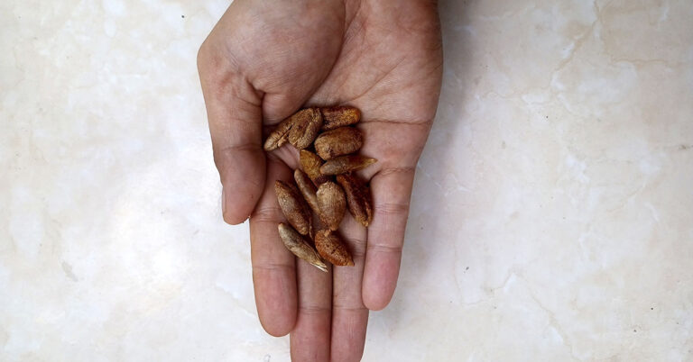 Date Seed Coffee: A Caffeine-Free Alternative with Surprising Benefits - Featured image
