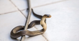 Proven Tips to Keep Snakes Out of Your Home and Protect Your Family Snake on tile floor inside home