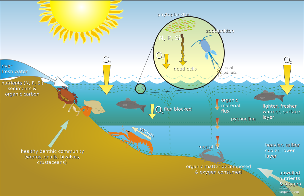 Scientific diagram illustrating lake stratification, showing how surface and deep water layers form, with labels for oxygen levels, temperature zones, and phytoplankton distribution.