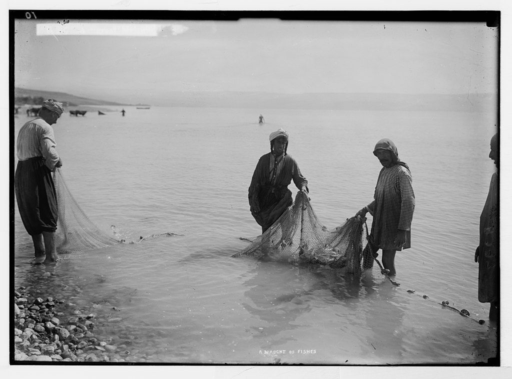 Black and white historical photograph from the early 20th century showing three fishermen pulling nets from shallow water along a shoreline.