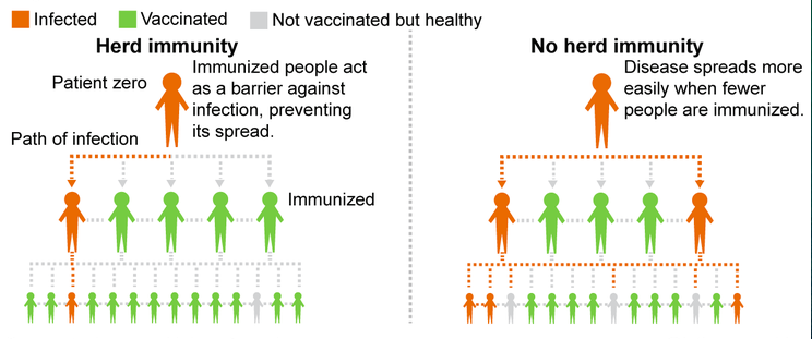 Diagram comparing herd immunity versus no herd immunity scenarios, using colored figures to show how diseases spread differently when vaccination rates are high versus low in a community.