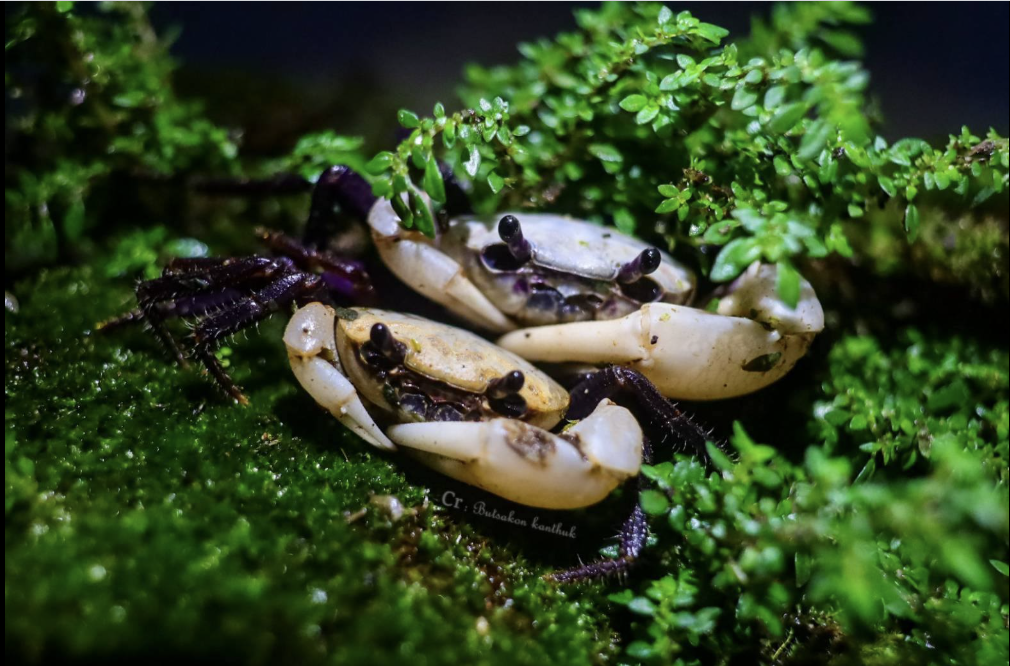 Panda Crabs usually come in black and white, making purple versions very different.